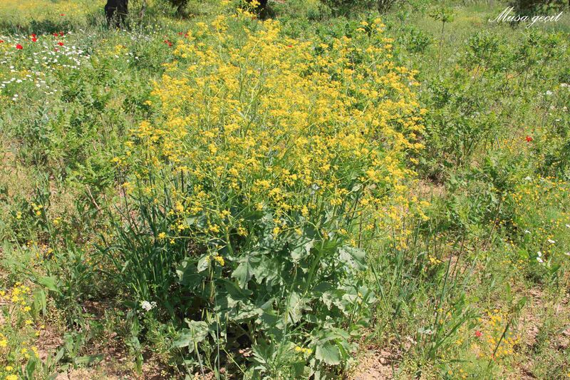 Файл:Crambe orientalis L..JPG