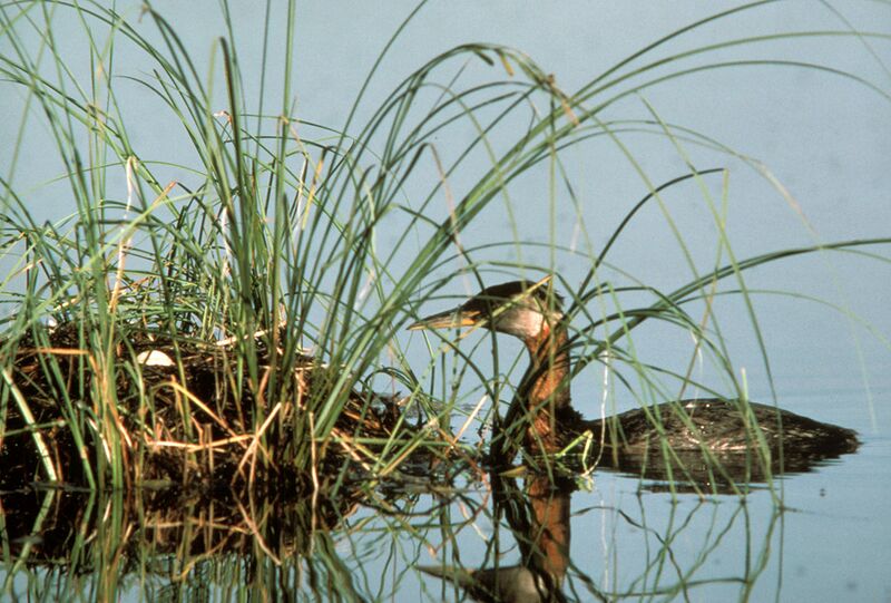 Файл:Grebe.jpg