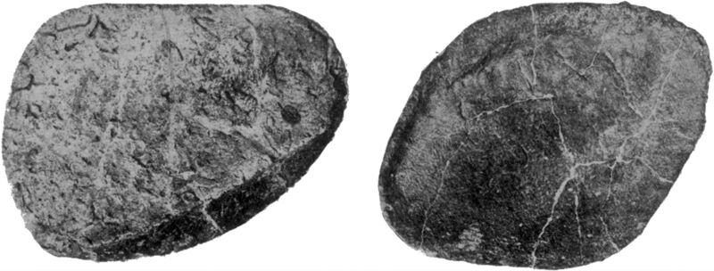 Файл:Osteoderms of Ankylosaurus.jpg