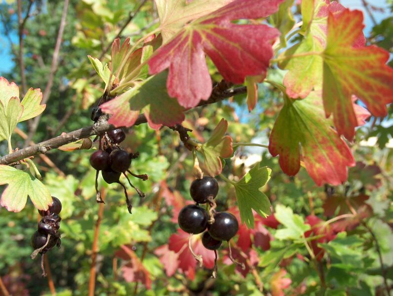 Файл:Ribes aureum berries.JPG