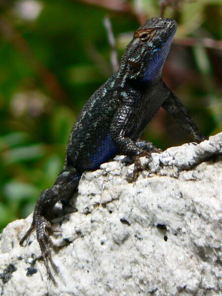Файл:Sceloporus occidentalis 08290.JPG