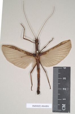 Sosibia