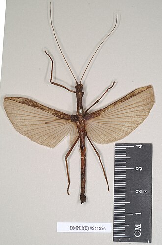 Sosibia
