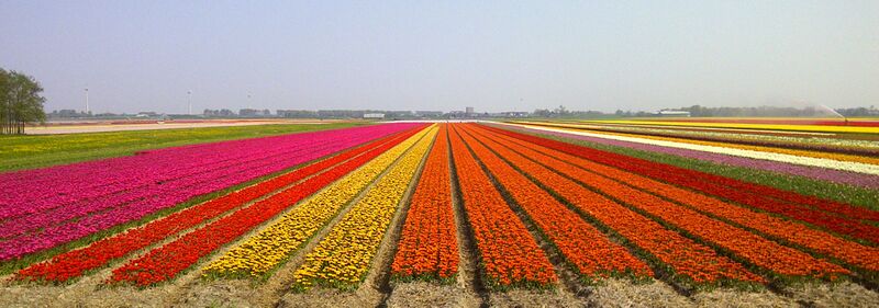 Файл:Tulipfields.jpg