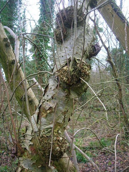 Файл:Burr on Rowan.JPG