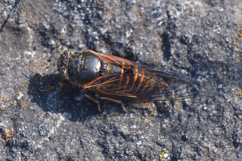 Файл:Cicadetta brevipennis.JPG