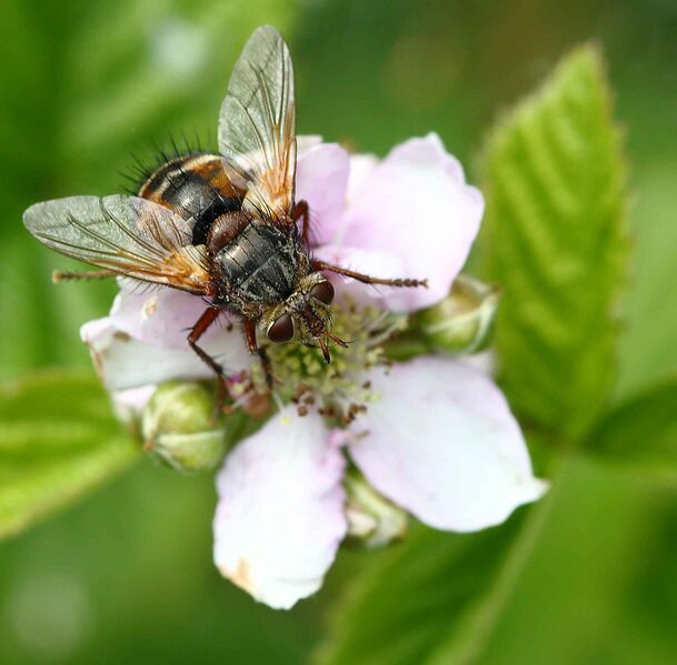 Файл:Fliege9221.JPG