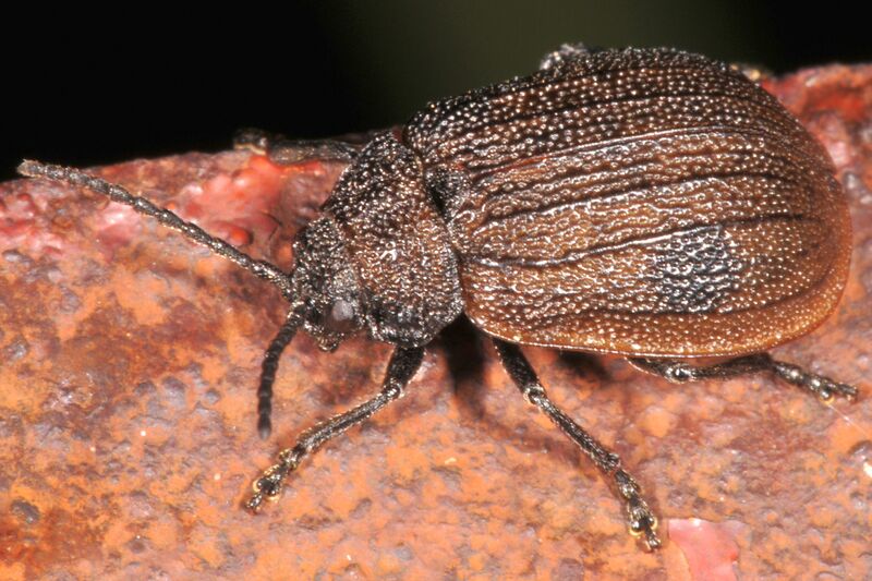 Файл:Galeruca interrupta interrupta.jpg