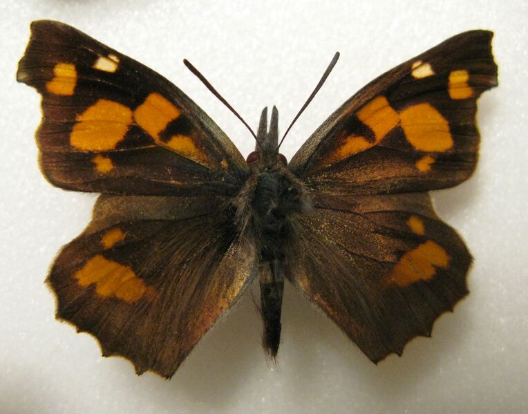 Файл:Libythea celtis 1328.JPG
