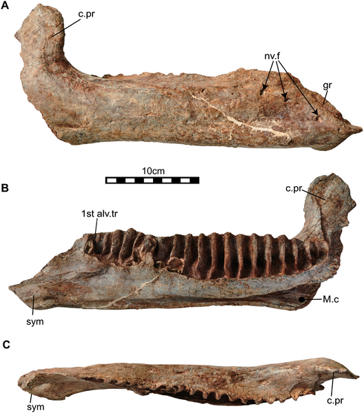 Файл:Sirindhorna dentary.PNG