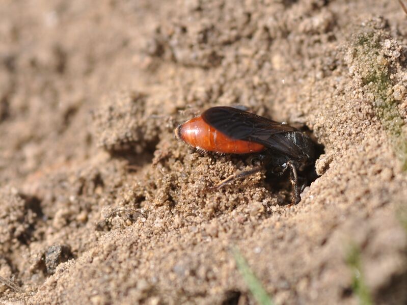 Файл:Sphecodes albilabris 4.JPG