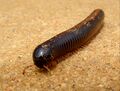 Миниатюра для версии от 21:03, 24 июля 2023