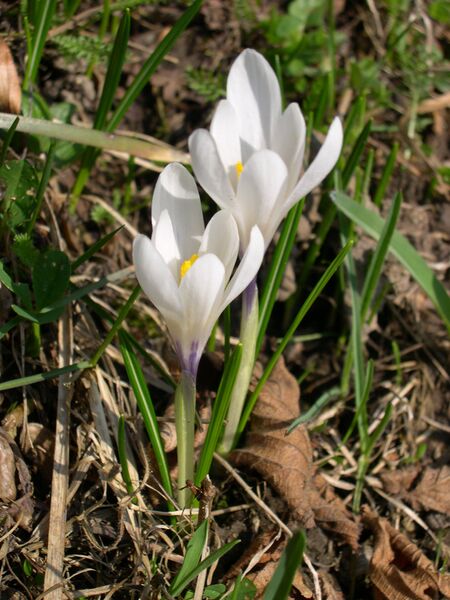 Файл:Crocus albiflorus 2.JPG