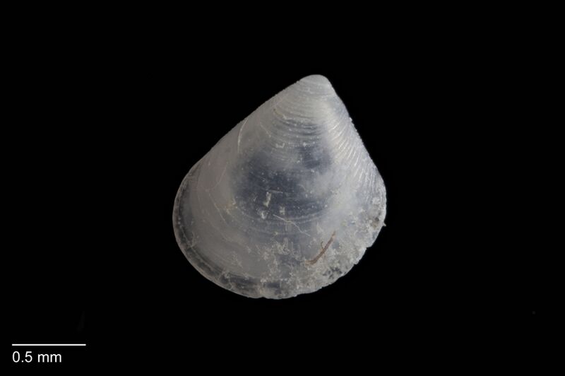 Файл:Cuna concentrica outer.jpg