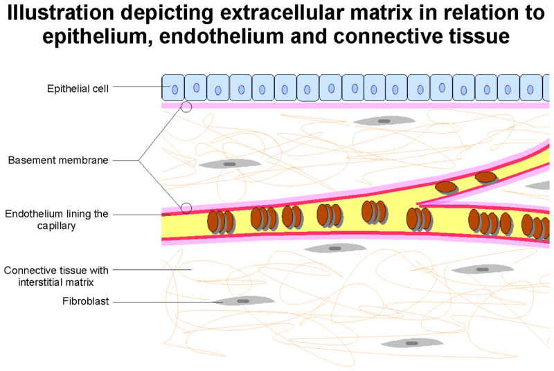 Файл:Extracellular Matrix.png
