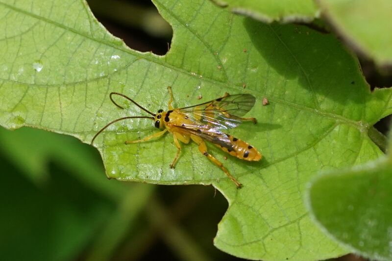 Файл:Xanthopimpla punctata 04748.JPG