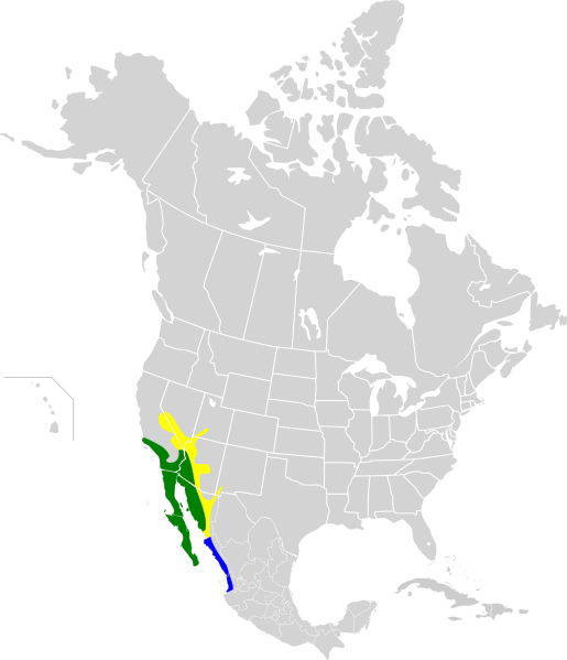 Файл:Calypte costae map.svg