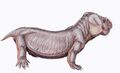 Dicynodon trigonocephalus