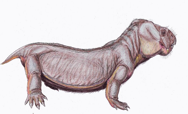Файл:Dicynodon trigoniceps 1 DB.jpg