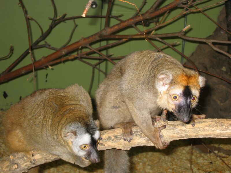 Файл:EdmontonZooTwoPrimates.JPG