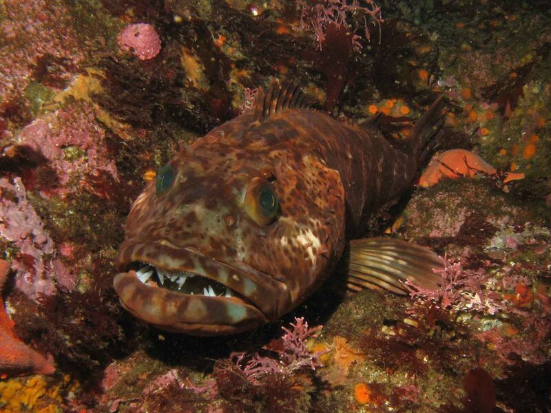 Файл:Lingcod3.JPG