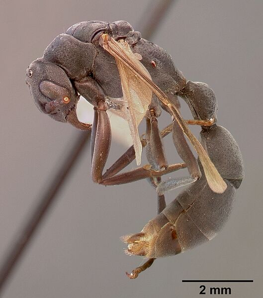 Файл:Platythyrea conradti sam-hym-c002300a profile 1.jpg