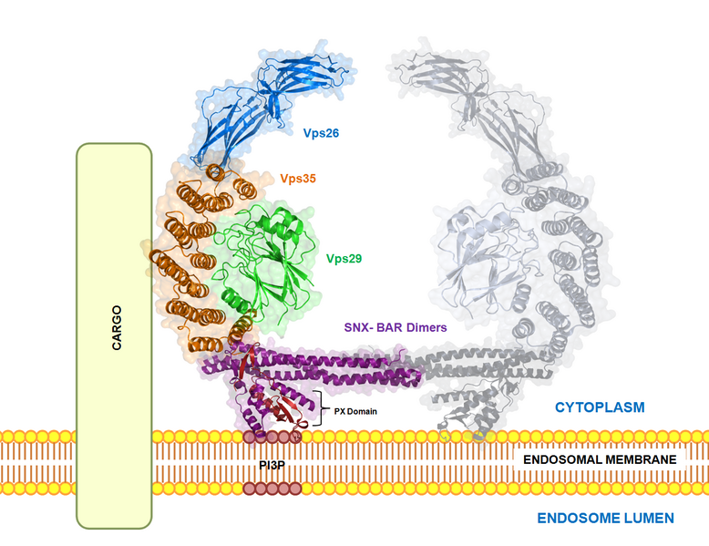 Файл:Retromer protein complex.png