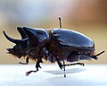 Strategus longichomper
