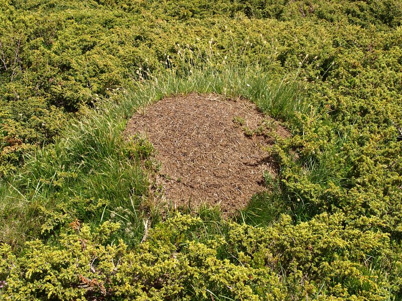 Файл:Ant-hill-in-Rila.jpg