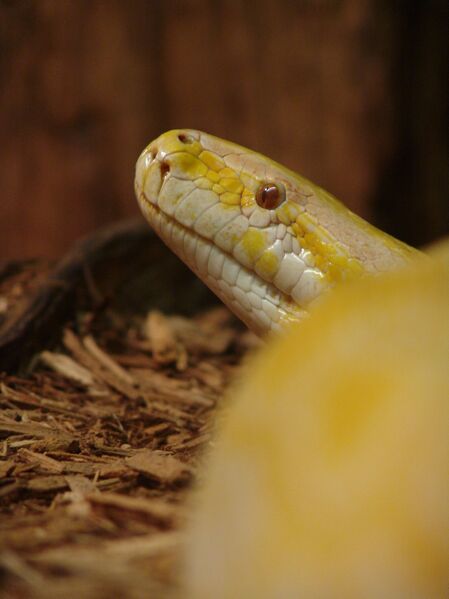 Файл:Burmese Python 01.jpg