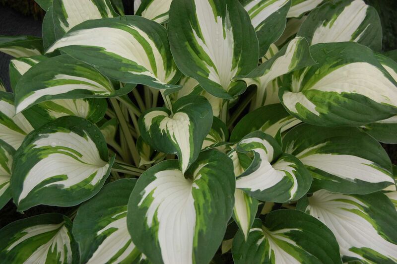 Файл:Hosta 'Enterprise'.JPG
