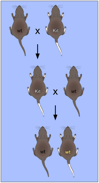 Файл:Non-Mendelian inheritance of mouse paramutations.png