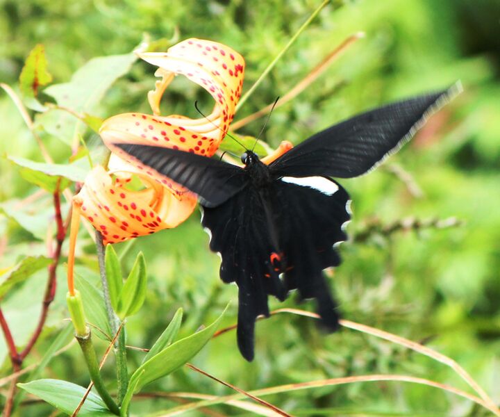 Файл:Papilio macilentus.JPG