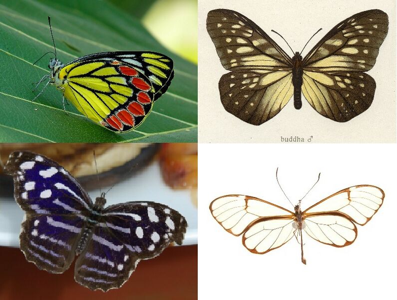 Файл:Papilionoidea - samples.jpg