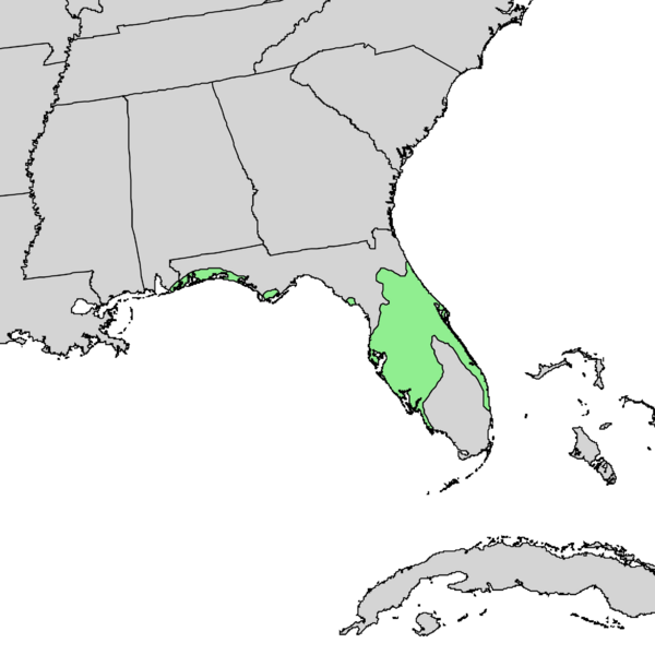 Файл:Pinus clausa range map 1.png