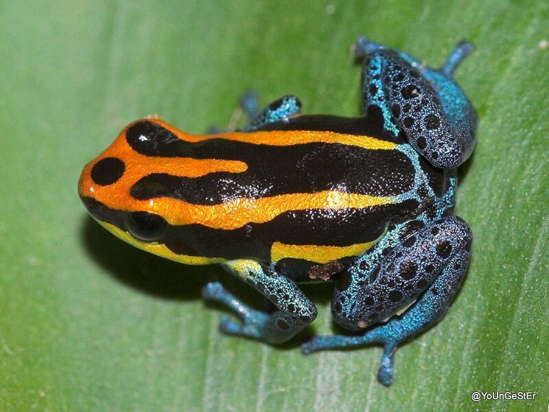 Файл:Ranitomeya amazonica.jpg