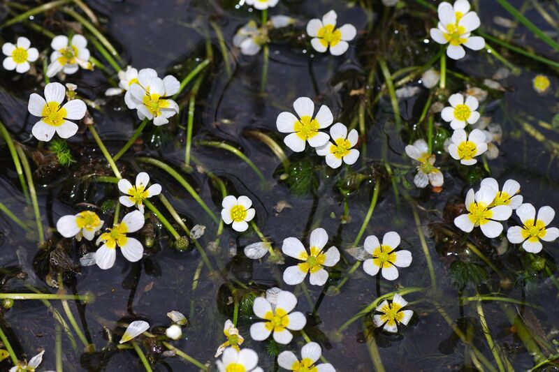 Файл:RanunculusTrichophyllus.jpg