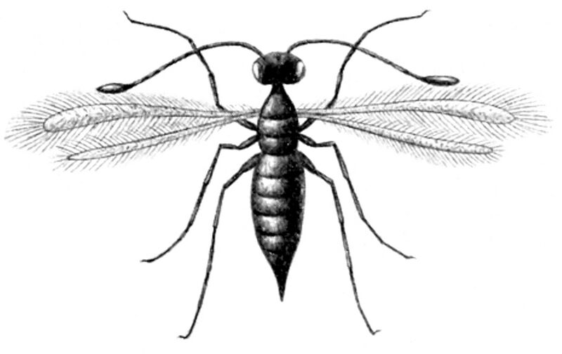 Файл:Anagrus subfuscus.jpg