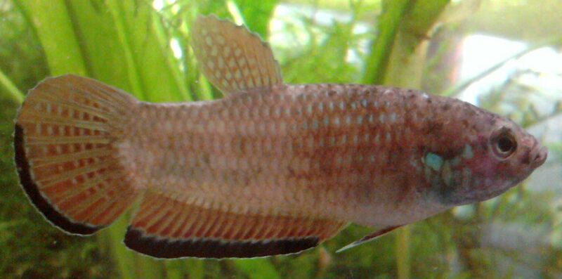 Файл:Betta simplex.jpg