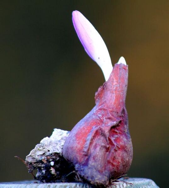 Файл:Colchicum autumnale ENBLA05.jpeg