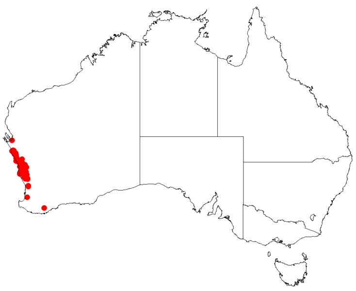Файл:Hakea auriculataDistMap10.png