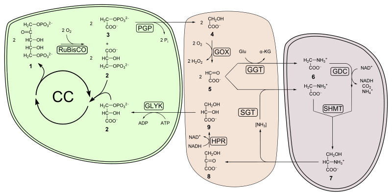Файл:Photorespiration.svg