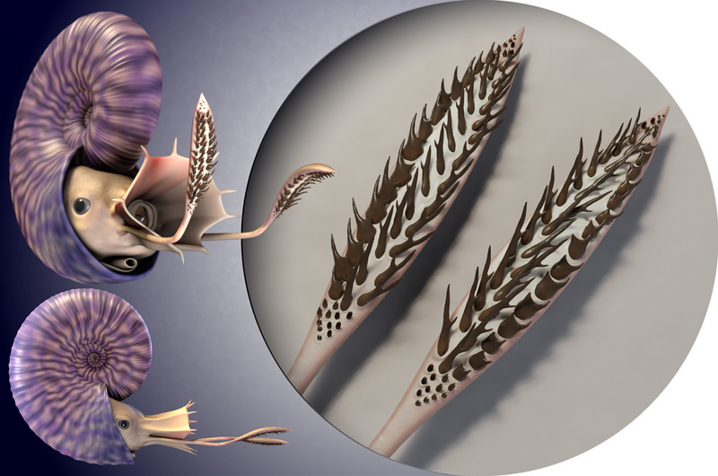 Файл:Rhaeboceras reconstruction.png