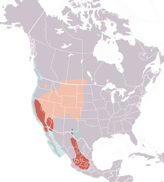 Файл:Clarks grebe distribution map.png