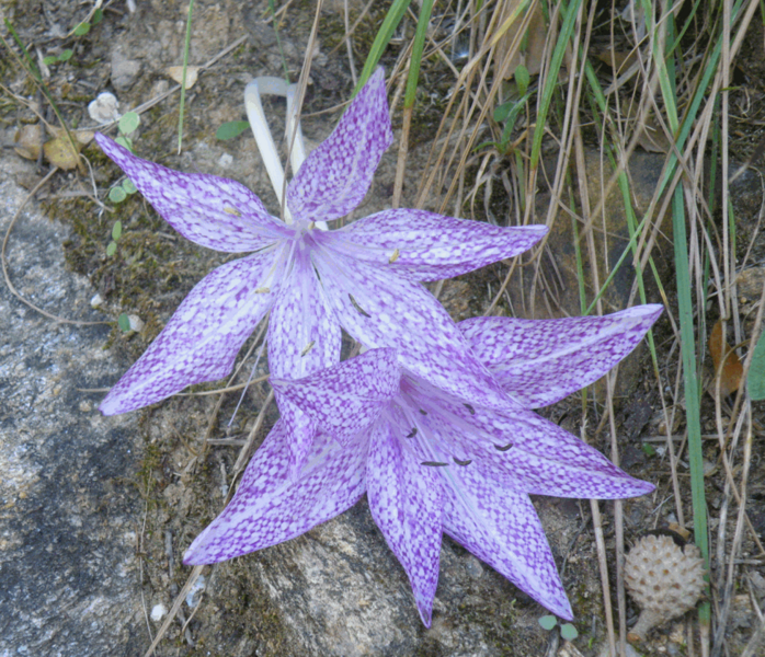 Файл:Colchicum variegatum.png