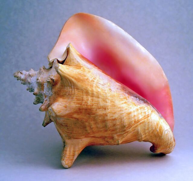 Файл:Conch shell 2.jpg
