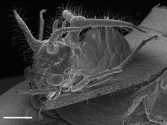 Cyphonia longispina