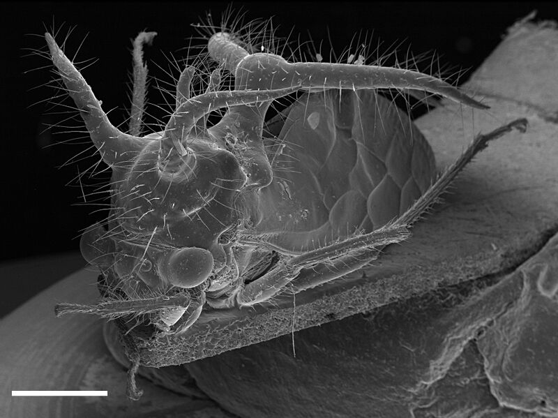Файл:Cyphonia longispina REM.jpg