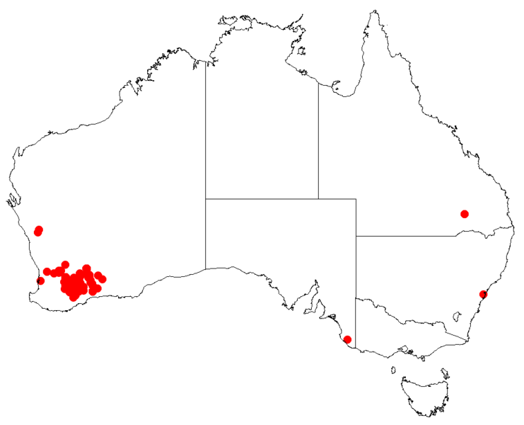 Файл:Hakea subsulcataDistMap133.png