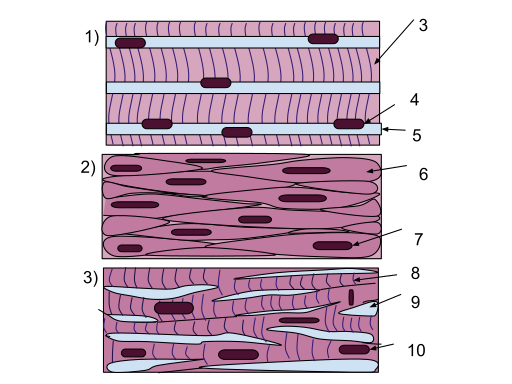 Файл:Muscle Tissue (1).svg